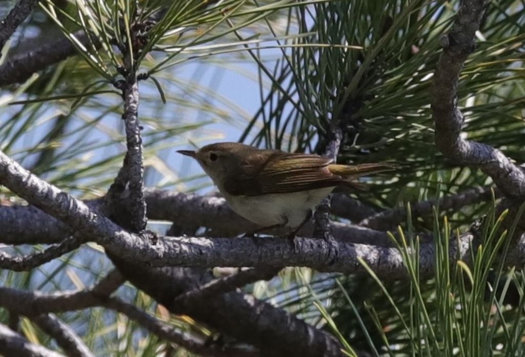 Quale Lui ?   Lu bianco (Phylloscopus bonelli)